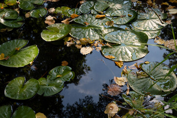 Water lily plants on a pond on a summer day