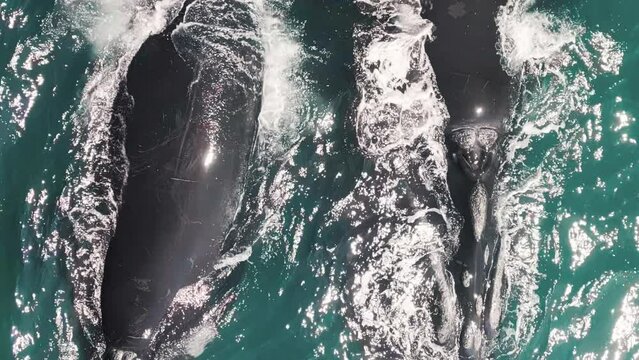 The southern right whales, Eubalaena australis. Mother and calf of the Right Whales swim near Brazilian shore near the town of Imbituba