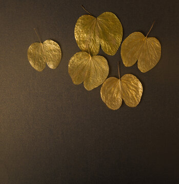 Metallic golden Apta leaves called &lsquo;sonpatta&rsquo; which is offered to each other on the occasion of Dussehara celebration. Beautiful gold leaves on dark background for Dussehra festive background.