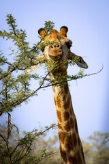 Giraffe smiling © Jordan