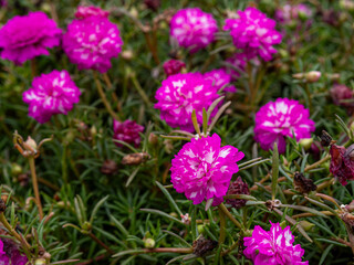 Beautiful flowers in the garden close up.