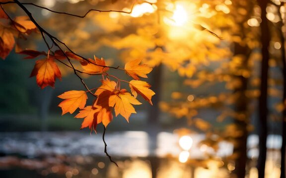 A twig with autumn leaves on the background of a forest landscape at sunset. Beautiful nature. Natural landscape.