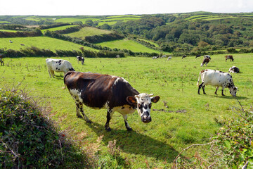 Dairy cattle of the Normande breed, grazing cows on a sunny summer day at cape La Hague, the...