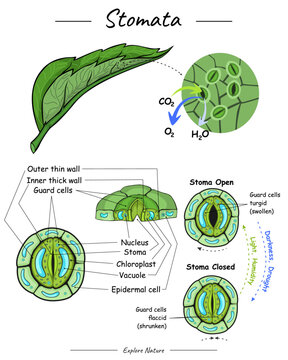 Stomata function and illustration
