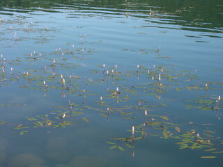 reeds in the water