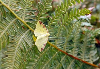 Opisthograptis luteolata, or brimstone moth with open wings on a fern leave