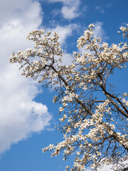 cherry blossom in spring