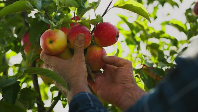 Male gardener checking the harvest of apples for ripening. Farmer holds ripe apples with his hands. A farm worker inspects a crop before making harvest decision. Apple research new growth technologies