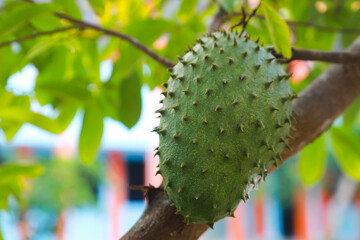 The soursop fruit that is still hanging on the branch is ready to be harvested