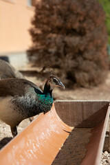 Young male peacock bird feeding in park