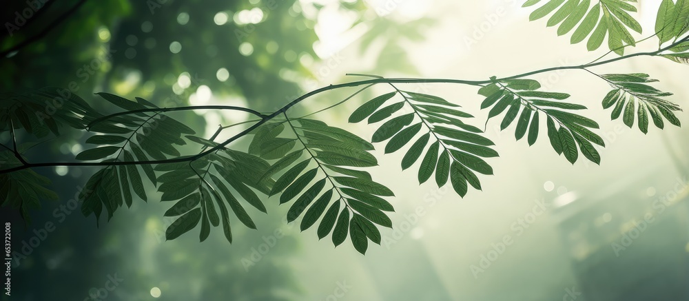 Poster blurred image of palm leaves with shadow and fog effects with selective focus