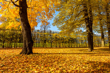 Catherine park in autumn, Pushkin (Tsarskoe Selo), Saint Petersburg, Russia