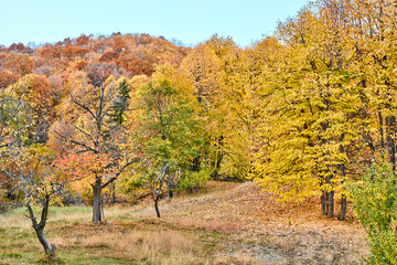 Beautiful autumn landscape with colorful trees on the hills. Autumn view in Romania