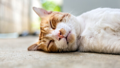 Close-up headshot of cute chubby white striped orange cat  sleeps on white concrete floor