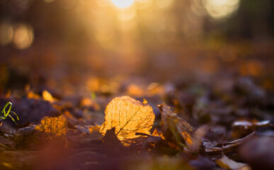 fallen golden leaf in the park through which sunlight shines through against the background of...