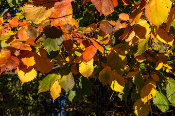 Colorful autumn gradient of yellowing hazel leaves