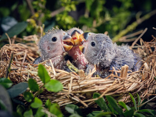 Cute lovebirds playing together in nest