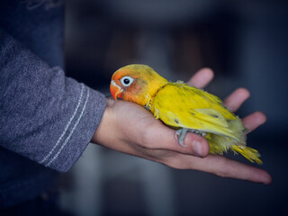 Crop person with little yellow lovebird sitting on palm