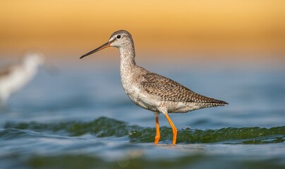 Spotted Redshank (Tringa erythropus) is a bird that lives in wetlands in Asia, Africa, Europe and the Americas. It feeds on aquatic invertebrates.
