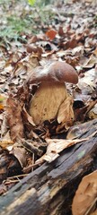 Edulis mushrooms growing among autumn leaves on the forest floor.