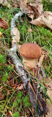 Edulis mushrooms growing among autumn leaves on the forest floor.