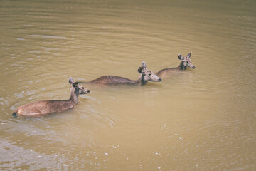 group of sambar deer in flowing river of khaoyai national park thailand
