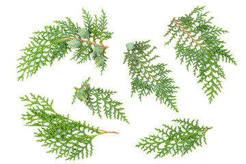 Thuja orientalis leaves foliage fragment. Isolated on White. Branch of green thuja on a white...