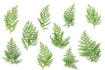 Thuja orientalis leaves foliage fragment. Isolated on White. Branch of green thuja on a white background with shadow. Item for packaging, design, mockup and scene creator. - obrazy, fototapety, plakaty