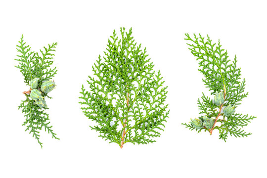 Thuja orientalis branches fragments. Isolated on White. Branch of green thuja on a white background with shadow. Item for packaging, design, mockup and scene creator.