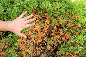 Hands of a gardener, who is removing dry yellow branches of thuja trees. - obrazy, fototapety, plakaty