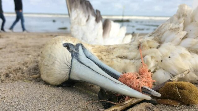 dead northern gannet trapped in plastic fishing net washed ashore on Kijkduin beach The Hague