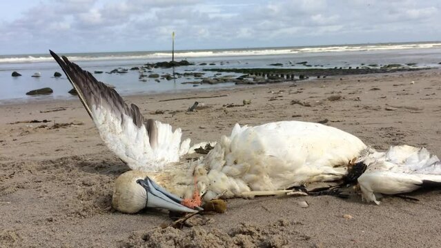 dead northern gannet trapped in plastic fishing net washed ashore on Kijkduin beach The Hague