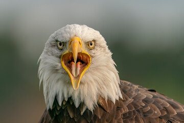 Portrait of a majestic bald eagle  American eagle adult (Haliaeetus leucocephalus). American National Symbol.                 