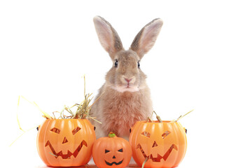 Cute fluffy brown hair rabbit with orange fancy Halloween pumpkin on white background, bunny pet play trick or treat, animal with Halloween decoration. Happy Altham holiday celebration.