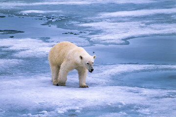 Polar bear walking on the ice in the arctic