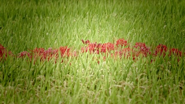 Japanese nature, red spider lily and rice field