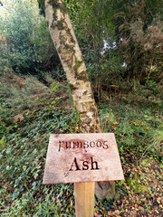 Ash tree and sign explaining it in irish and english including translation