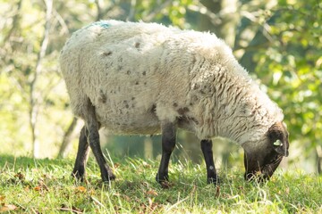 Obraz na płótnie Canvas sheep on dike eats grass