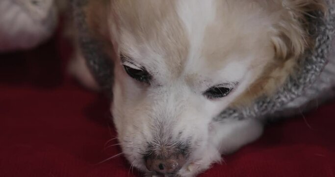 Friendly small dog cream corgi chihuahua Pomeranian cleaning and lick foot being cute.