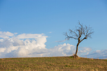 Single tree on a hill with blue sky and clouds in the background