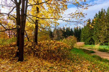 Catherine park in autumn foliage, Pushkin (Tsarskoe Selo), St. Petersburg, Russia