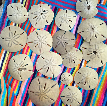 Sand Dollars