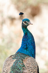 beautiful male peacock bird close up head shots on Lokrum island