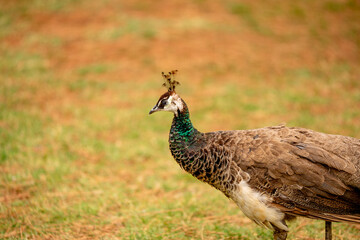 peacock female bird on Lokrum island head close up