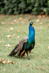 Obraz premium beautiful male peacock bird close up head shots on Lokrum island