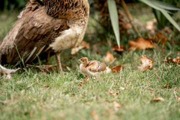 Baby chick peacock copy it's mother washing her feathers
