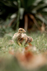 baby peacock on Lokrum island near Dubrovnik cute birds