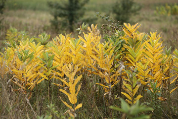 The milkweed bushes turned yellow in September.