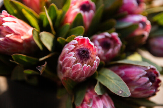 proteas for sale at the Sunday markets