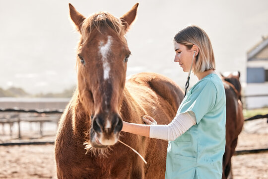Horse doctor, stethoscope and listen at farm for health, care and inspection of animal in nature. Vet, nurse woman and equine healthcare expert in sunshine, countryside or help to check for wellness